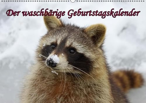 Waschbären / Geburtstagskalender (Wandkalender immerwährend DIN A2 quer): Der waschbärige immerwährende Geburtstagskalender (Monatskalender, 14 ... + Martina Berg, Pferdografen.de