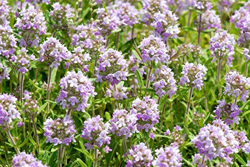 Französischer Thymian Thymus vulgaris 600 Samen