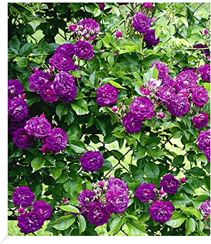 BALDUR Garten Rambler-Rosen 'Bleu Magenta', 1 Pflanze, Kletterrose winterhart mehrjährige Kletterpflanze, blühend, Rose 'Bleu Magenta', robuste und duftende Kletterrose