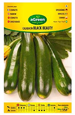 SEMILLAS CALABACIN BLACK BEAUTY SOBRE