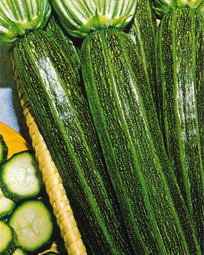 Italian Heirloom Heritage Long Striped COURGETTE Early STRIATO D'ITALIASUMMER Squash 10 Organic Seeds Certified French Organic Grower