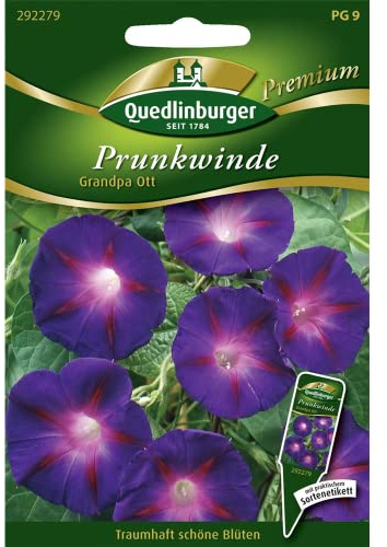 Prunkwinde, Grandpa Ott