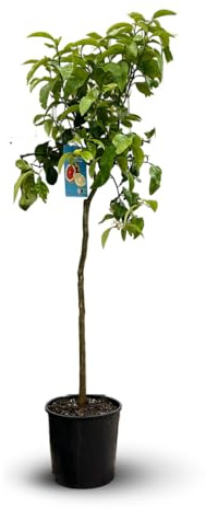 Attitude Jardin - Pamplemoussier - pomelos - citrus paradisi - agrume méditerranéen - arbre fruitier - 120-130 cm - ⌀ 24 cm