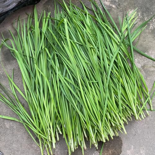 semillas de cebollino - cocina de jardín de cebollino perenne, tradicionales de orgánicas, balcón 100pcs
