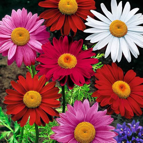 Plant World Seeds - Pyrethrum Coccineum Mix Seeds (Annual/Perennial Flower Seeds)