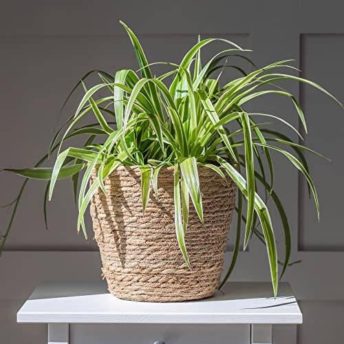 Indoor Hardy Spider Plant Chlorophytum comosum 'Variegatum' Hardy Perennial Variegated Leaves Stylish Plant, 2 x 9cm Potted Hardy Spider Indoor Plant by Thompson and Morgan