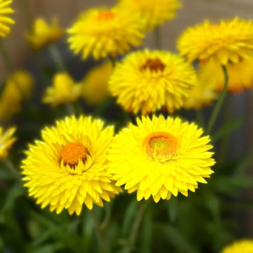 semi di paglia perenni, perenni resistenti da giardino, d'appartamento, vecchie varietà, resistenti 125pcs