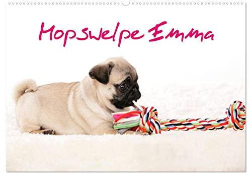 Mopswelpe Emma (Wandkalender 2026 DIN A2 quer), CALVENDO Monatskalender: Mopswelpenbilder von Emmas erstem Fotoshooting im Alter von drei Monaten. (CALVENDO Tiere)