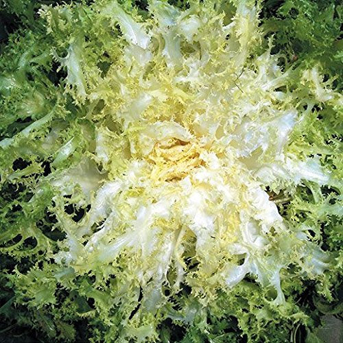 INDIVIA RICCIA PANCALIERI NR.300 SEMI