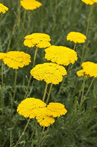 Achillea filipendulina 'Parker' 9x9 cm Topf – Winterhart, Mehrjährig, Pflegeleicht – Gold-Garbe – Beetstaude für Garten & sonnige Beete