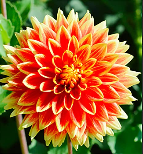 Bodacious Dahlia - 5 Gallon Size Bare Root Tuber Orange - Bold Orange Blooms for Spring Planting 2025 - Ideal for Outdoor Gardens and Containers
