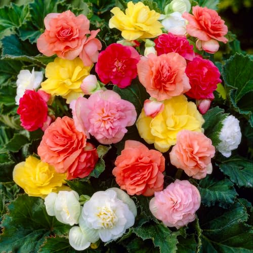 FLORIUM - Double collection de tubercules de bégonias (5 bulbes), mélange exclusif de plantes néerlandaises, 5 variétés/couleurs, décoration vivace, pour jardin, balcon (pas de graines, pas