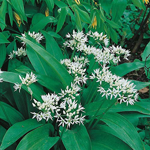 Wildflower - Ramsons, Wild Garlic - 400 Seeds