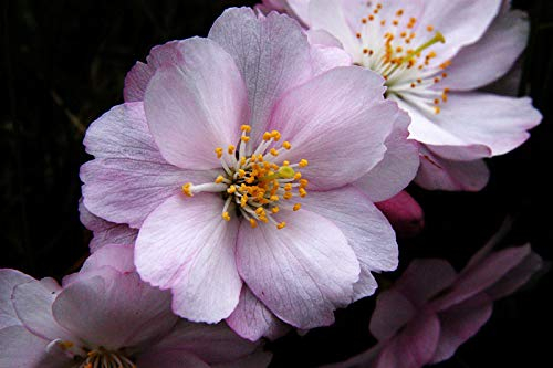 Frühe Zierkirsche 'Accolade' - Prunus Accolade - Containerware 60-100 cm - Garten von Ehren®
