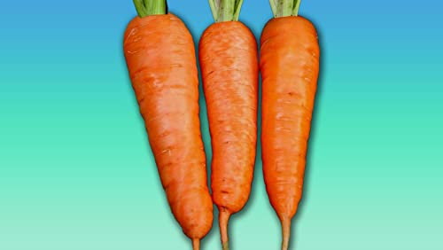 Graines de carotte FLAKKEE Carotte de Colmar Sachet de 7 grammes