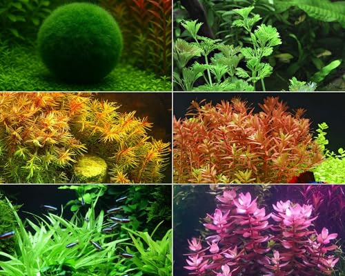 NatureHolic Algenkiller Aquarium Pflanzen Set - Anti Algen - 5 InVitro Wasserpflanzen - schnellwachsende Arten + 1 Mooskugel - schadstofffreie Aquariumpflanzen