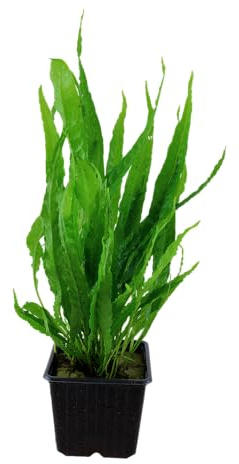 WASSERPFLANZEN WOLFF - MUTTERPFLANZE schöner großer Javafarn/Microsorum pteropus, Schwarzwurzel-Wasserfarn im großen 9cm Topf, barschfest, Aufsitzer für Wurzeln + Steine | Aquascaping