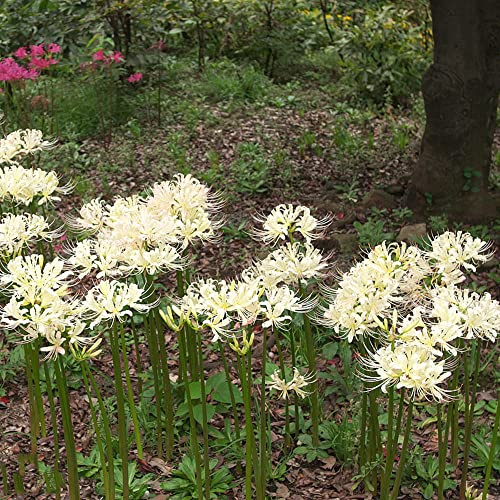 Bulbos de lirio araña, bulbos de lirio sangre primavera extraño decoraciones jardín para exteriores invernaderos balcón jardín balcón variedades antiguas 9pcs