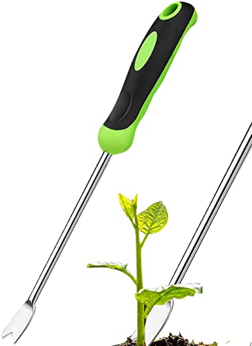 Darryy Wurzeljäter, Spargelstecher Edelstahl Lang, Spargelstecher, Spargelstecher Lang, Mit Griff, Zum Jäten und Lockern von Gräben, Länge 34 cm