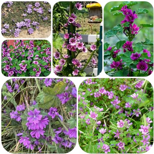 semi di malva, giardino da balcone perenni resistenti regali per gli amanti del giardino vecchie varietà esterno 700pcs