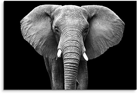 Paul Sinus Art Wandbild 120x80cm Tierfotografie – Großer Elefanten von vorne schwarz weiß