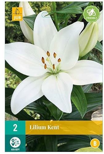 2 bulbes lys Lilium Kent