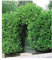 BALDUR Garten Kirschlorbeer Hecke, 10 Pflanzen Prunus laurocerasus winterhart und immergrün, blickdichter Sichtschutz, mehrjährig, Prunus laurocerasus