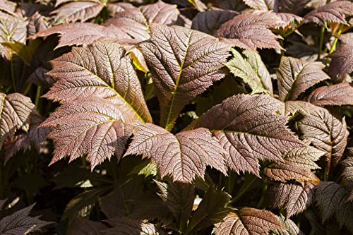 Rodgersia podophylla 'Rotlaub' 11x11 cm Topf – Winterhart, Mehrjährig, Pflegeleicht – Schaublatt – Staude für Halbschatten & Beet