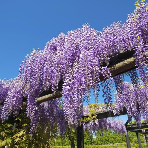 Wisteria sinensis - Fast-Growing Hardy Shrub with Cascading Lilac-Blue Blooms - Aromatic Climber for Walls, Arbours, & Trellises - 3X 9cm Potted Plant by Thompson and Morgan