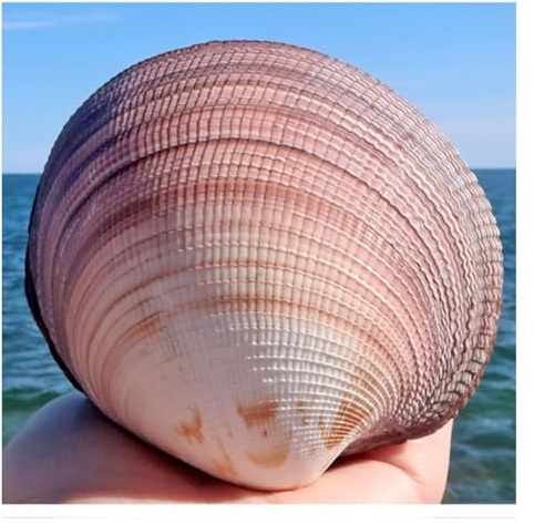 ZIUBMVDYC Grandes coquilles de conque for la décoration, Coquillages naturels rares 8 à 10 cm for Mariage, fête thème sur Plage, Aquarium -Coquillages naturels