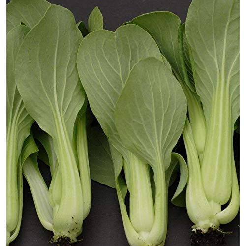 Mei Qing Choi Chinese F1 Cabbage Seeds (20 Seed Pack)
