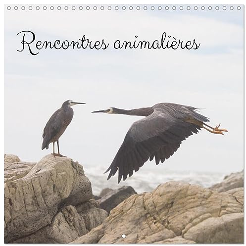 Rencontres animalières (Calendrier mural carré 2026 30x30 cm) Calendrier double avec une page pour vos prises de notes: Photographies animalières prises lors de différents voyages