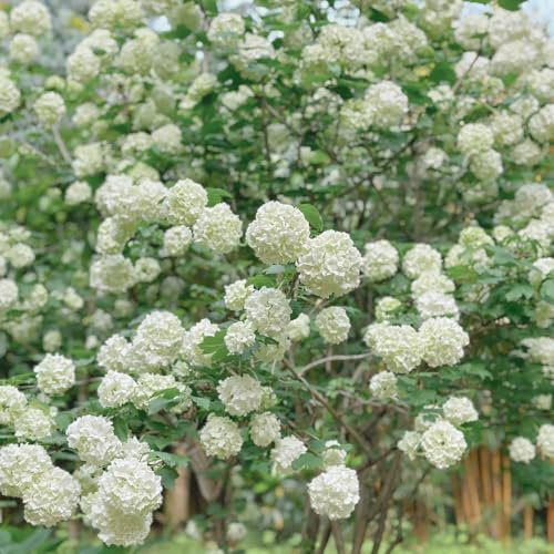 Semi di ortensia palla di neve, rare giardino arbusti decorazione del soggiorno semi arbusti fioriti resistenti farfalle estivi decorazione 120pcs