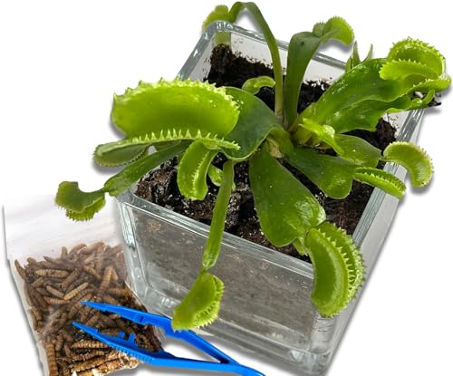 Venus Fly Trap Live Plant with 2.5 Classy Glass Cube Pot + Venus Fly Trap Food, Feeding Tweezers, Carnivorous Plants Soil and Live Venus Flytrap