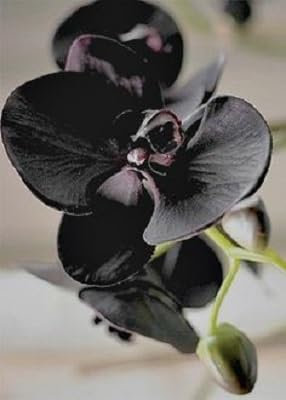 Nouveau frais 100pcs graines de fleurs d'orchidée noire