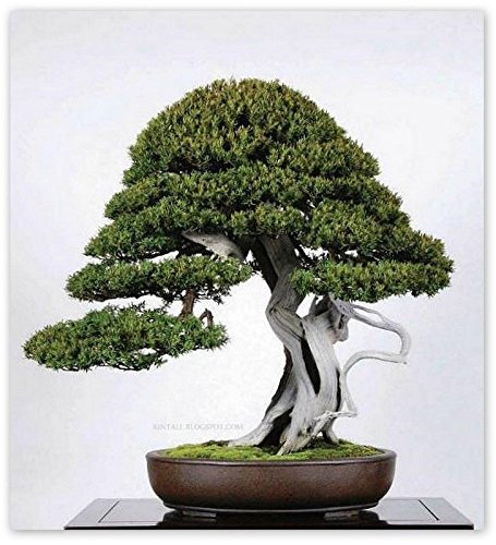 15 graines Taxus cuspidata (graines d'if japonais) arbre