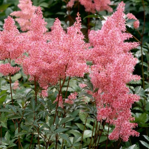 Astilbe Inshriach Pink - Summer Flowering, Shade Loving Plants Outdoor Garden Ready Garden Flowers Ready to Plant - Charming Pale Pink Perennial Plants for Beds and Borders (9cm Pot, 10-20cm)