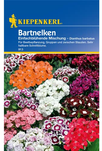 Kiepenkerl 913 Bartnelke Einfachblühende Mischung (Bartnelkensamen)