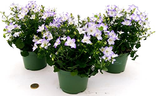 POWERS TO FLOWERS - CAMPANULA BICOLORE, 3 PIANTE, VASO 12CM, piante vere