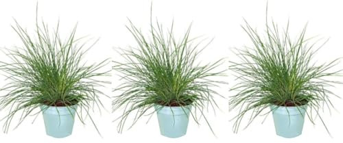 Pack de 3 plantas Festuca Glauca, 15-20 cm. Gramínea ornamental con hojas azuladas y compactas, ideal para jardines secos. Segura Garden.