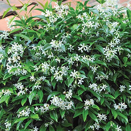 Star Jasmine Evergreen Climbing Garden Plant for Trellis, Fences & Obelisks Baring Fragrant White Summer Flowers, 1 x Trachelospermum Jasminoides in a 1.7L Pot by Thompson & Morgan