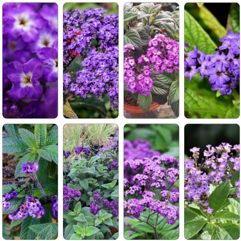 vanilleblume exotische zimmerpflanzen kräutersamen bonsai topf pflanzendeko Heliotropium arborescens - hochbeet balkon mehrjährige blumensamen gartensamen winterharte stauden für 100samen