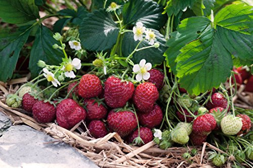 Erdbeere Senga Sengana®' - Fragaria x ananassa - mittelfrüh, ertragreich, kaminrot, mittelgroß, süße Früchte