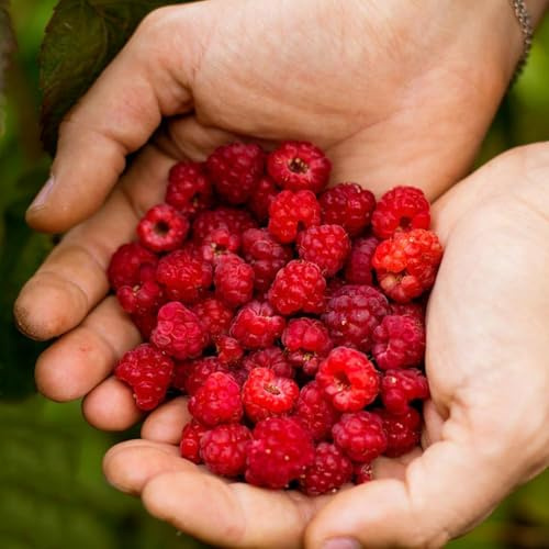 semillas frambuesa jardín de con semillas Serie de raras jardín 120pcs