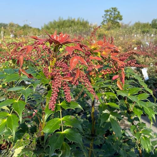 Vivai le Georgiche - Pianta vera di Mahonia aquifolium Cabaret Mahonia nitens 'Cabaret' Maonia, Uva dell'Oregon 'Cabaret' - vaso Ø 18 cm - altezza alla vendita 40-60 cm