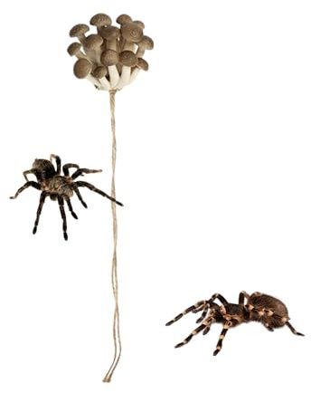 Spider Sauteuse Terrarium Tillbehör - Magnetisk svampformad hylla - livsmiljötillbehör för hoppande spindel | för geckos grodor träd bernard-livsmiljö terrarium