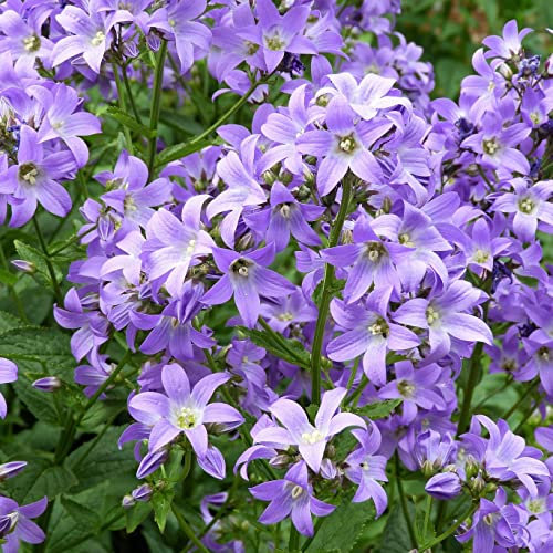 12 unità Campanula Garganica 'Dickson's Gold' - Campanula Garganica Vaso 9x9cm ±1 m² - Fiori Gialli e Foglie Resistente, Perfetto per Giardini e Bordure