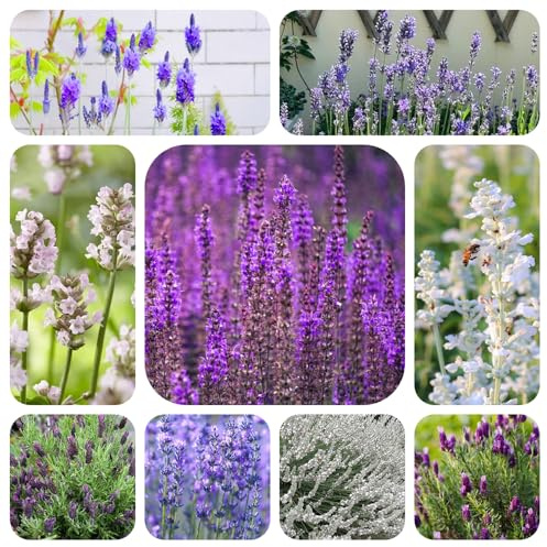 Semi di lavanda resistenti - vecchie varietà esterno balcone, giardino 1000pcs