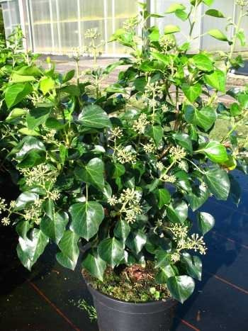 Strauch Efeu Hedera helix Aroborscens 80 cm hoch 10 L Topf | Immergrün, winterhart & schattenverträglich – pflegeleicht, insektenfreundlich, ideal für schattige Bereiche