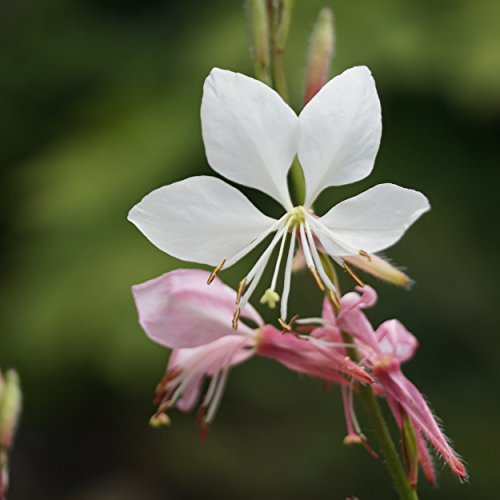 Blumixx Stauden Gaura lindheimeri – Prachtkerze, weiß-rosa blühende Blütenstaude, langblühend & insektenfreundlich, pflegeleicht & winterhart, für Beet, Balkon & Kübel